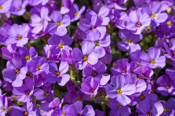 Blaukissen (Aubrieta)