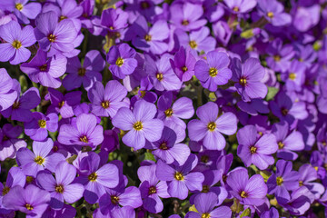 Blaukissen (Aubrieta)