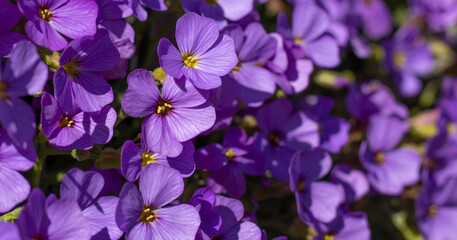 Blaukissen (Aubrieta)