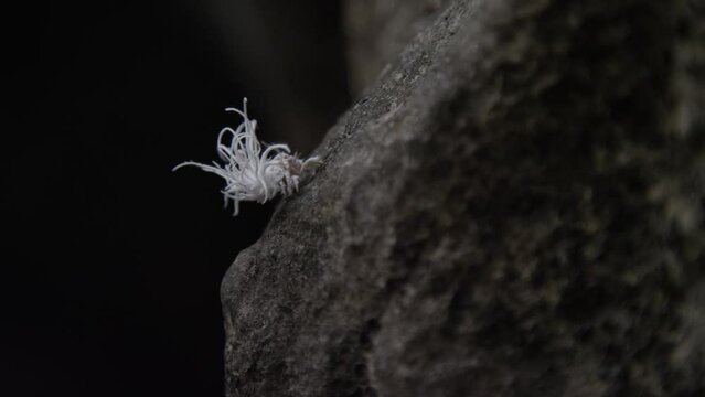 Close-up macro shot of tiny planthopper nymph climbing a rock
