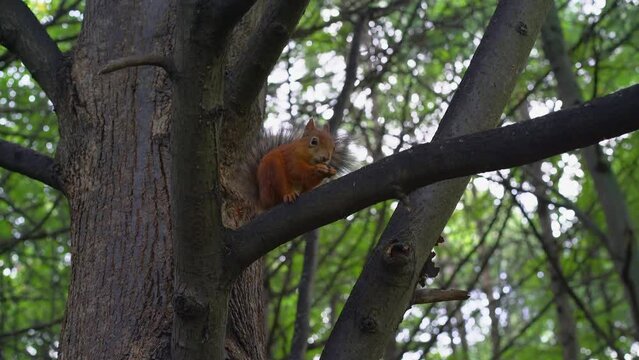 A red squirrel hurriedly eats a walnut kernel in a tree, listens fearfully, suddenly a rival comes along and chases it off its territory.