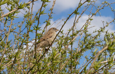 Spatz
