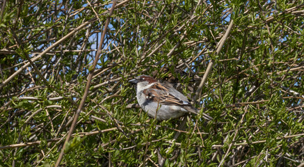 Spatz