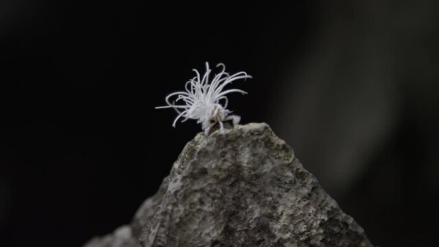Close-up macro shot of tiny planthopper nymph climbing a rock