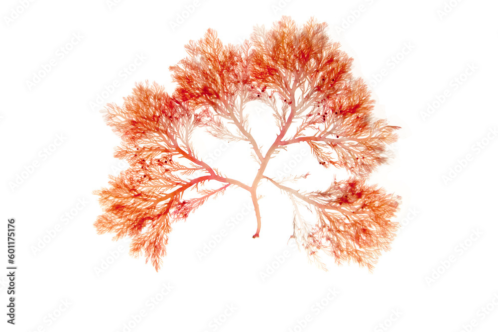 Wall mural rhodophyta red algae branch isolated on white