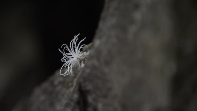 Close-up macro shot of tiny planthopper nymph climbing a rock