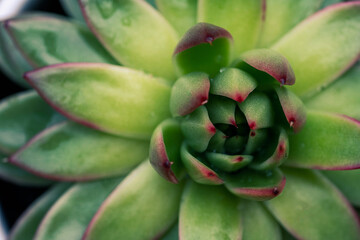 Fototapeta premium Succulent plant top view, macro photo of green Echeveria with red edges