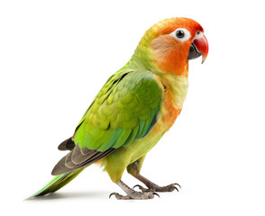 Fototapeta na wymiar cute little yellow and green lovebird / macaw isolated over a transparent background, cut-out pet parrot or exotic wildlife design element, generative AI
