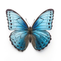 Miami Blue. Rare colorful butterfly isolated on white. AI generated