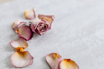 Pink-yellow rose petals and a whole rose lie on a gray beautiful background. Dry flowers are scattered on a plain background