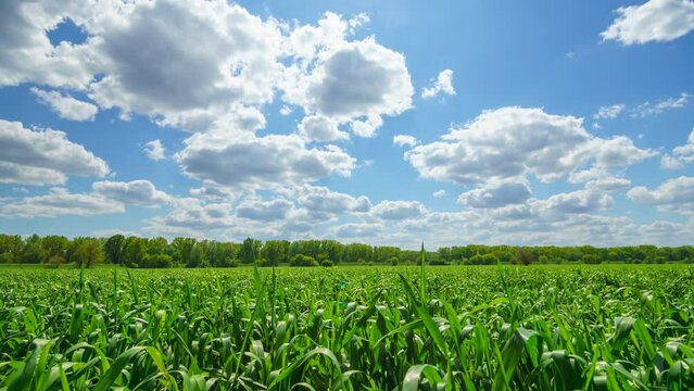 timelapse of young green wheat sprouts agricultural field, bright spring landscape on a sunny day, blue sky as background
