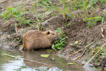 Nutria in the wild.Young nutria in the water eat grass.Nutria life in natural habitat.