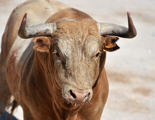 un toro español con grandes cuernos en una plaza de toros
