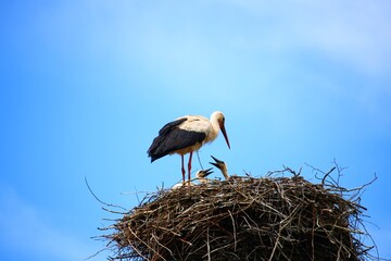 Mother Stork in nest made of thin twigs with small chicks