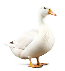 Fototapeta premium White duck, isolated background. Generative Ai.