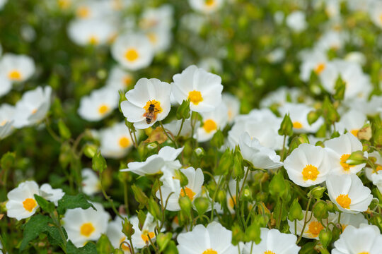 White flowers with bee on it. Closeup