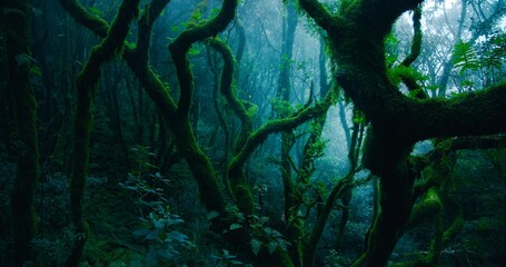 Dark mystic laurel forest with thick fog close-up. Woodland with lush ferns and green moss on tree trunks. Old dense mesmerizing woods.