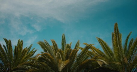Fototapeta na wymiar Tops of tall palms on blue sky background. Travel concept.