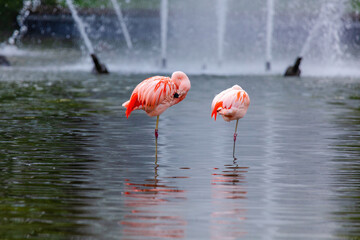 close-up portrait of african flamingo walking around in water