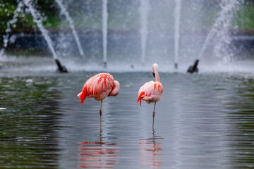 close-up portrait of african flamingo walking around in water