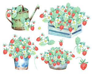 Sweet Strawberry Clipart, Vegetarian, Vegan, Farming, Healthy Food, Gardening, Garden, Village, Eco. Isolated element on a white background. Hand painted in watercolor