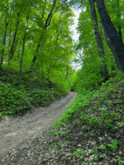 path in the forest
