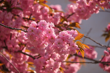Pink sakura flowers close up on a sunny spring morning