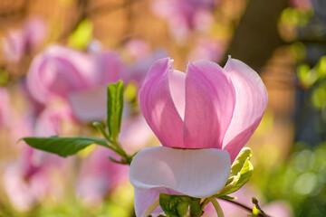 Pink magnolia flowers close-up on a sunny spring morning