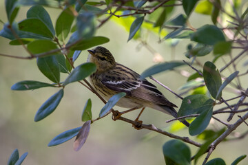Enchanting Gaze of a Female Blackpool Warbler