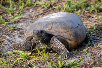 Florida Gopher Tortoise: A Portrait of Patience