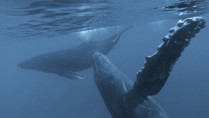 Two humpback whales under the water