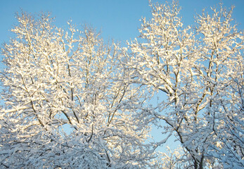 Sun shinning on snow ladened branches