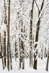 Fototapeta premium Winter wonderland scene in forest