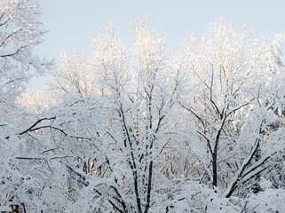 Snow with sunshine on tree tops