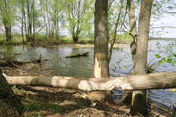 A close- up shot of the bark of a large tree trunk, gnawed by beavers in the forest. There are chips and sawdust around the tree