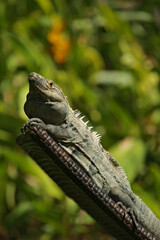 Iguana on Chair, Playa Flamingo, Costa Rica
