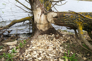 A close- up shot of the bark of a large tree trunk, gnawed by beavers in the forest. There are chips and sawdust around the tree © ru4eek
