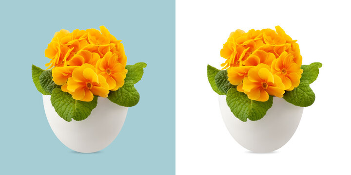 Spring time blossom of orange Primroses flowers in pot, front view close up isolated on white and light blue background