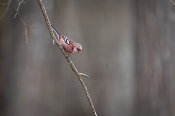 北海道の4月、ベニマシコの春。
