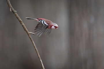北海道の4月、ベニマシコの春。
