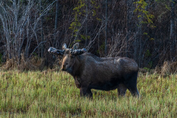 Wild moose seen in Yukon Territory with large tumours growths on his antlers. Seen in the boreal forest of Canada.	
