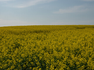 Fototapeta premium 安平町の菜の花畑（北海道勇払郡安平町）