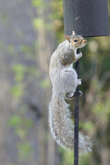 Eastern Gray Squirrel, Sciurus carolinensis, climbing bird feeder pole