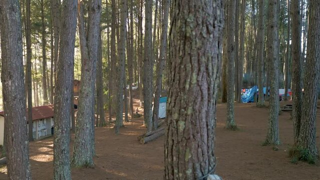 Aerial cinematic stabilized  panoramic shot of Brazilian pinus forest and mountains. Waterfall's Park. The City of Canela. State of Rio Grande do Sul,  Brazil.