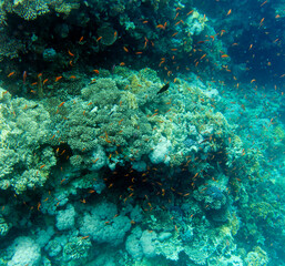 Fototapeta na wymiar View of Sharm El Sheik coral reef