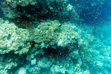 Fototapeta premium View of Sharm El Sheik coral reef