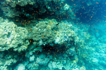 View of Sharm El Sheik coral reef