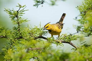 Yellow Cardinal, Gubernatrix cristata, Endangered species in La Pampa, Argentina
