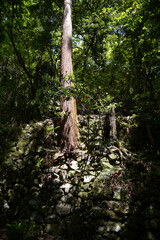 新緑の鞍馬寺　本堂への参道の石垣　京都市左京区鞍馬本町