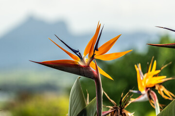 Fototapeta na wymiar Bird of paradise flower (Strelitzia) with bright orange beautiful colours and blurred background. 